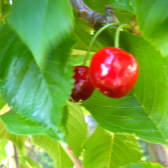 Cherry Trees, www.AfterOrangeCounty.com