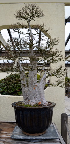 A Visit with a 388 Year Old Bonsai Tree,www.AfterOrangeCounty.com