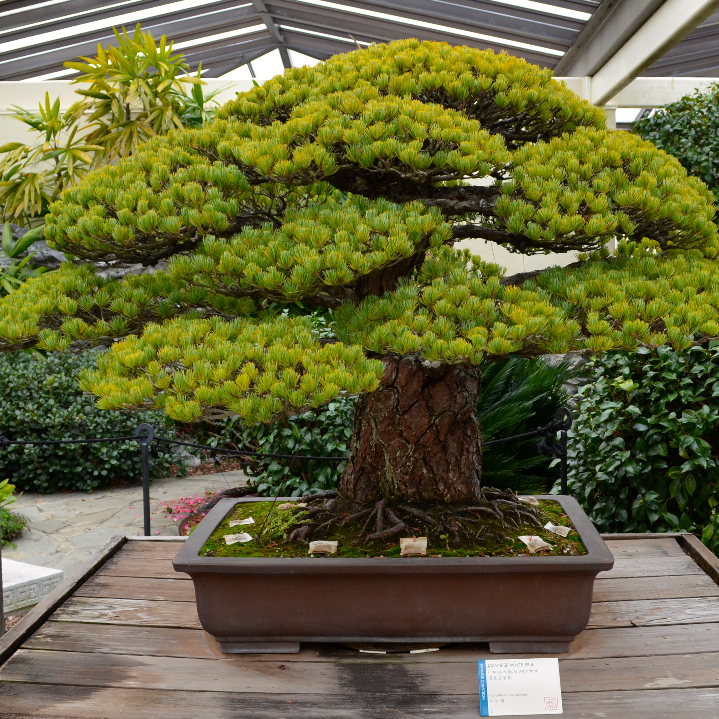 A VISIT WITH A 389 YEAR OLD BONSAI TREE
