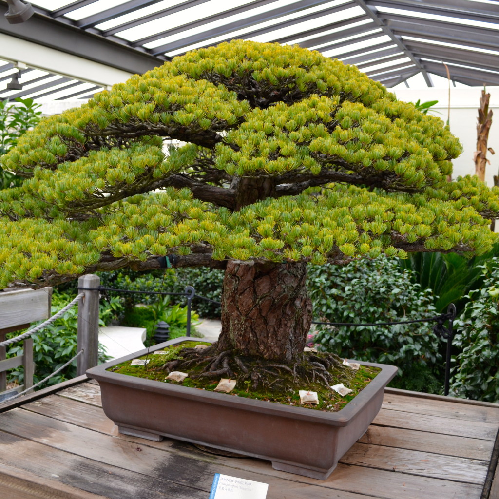 A VISIT WITH A 389 YEAR OLD BONSAI TREE