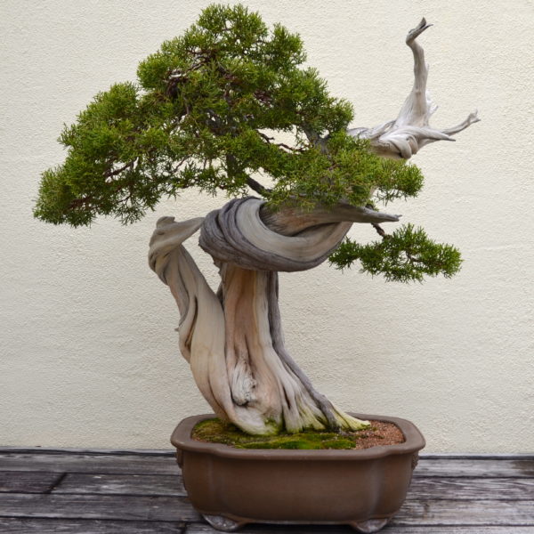 A Visit with a 388 Year Old Bonsai