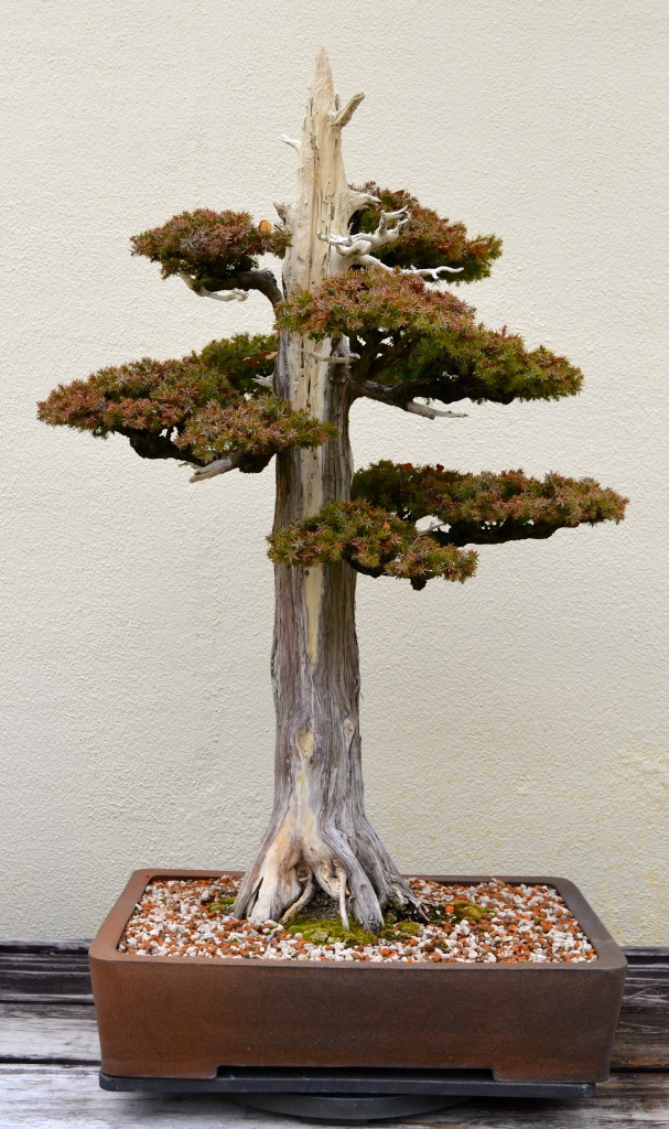 A Visit with a 388 Year Old Bonsai