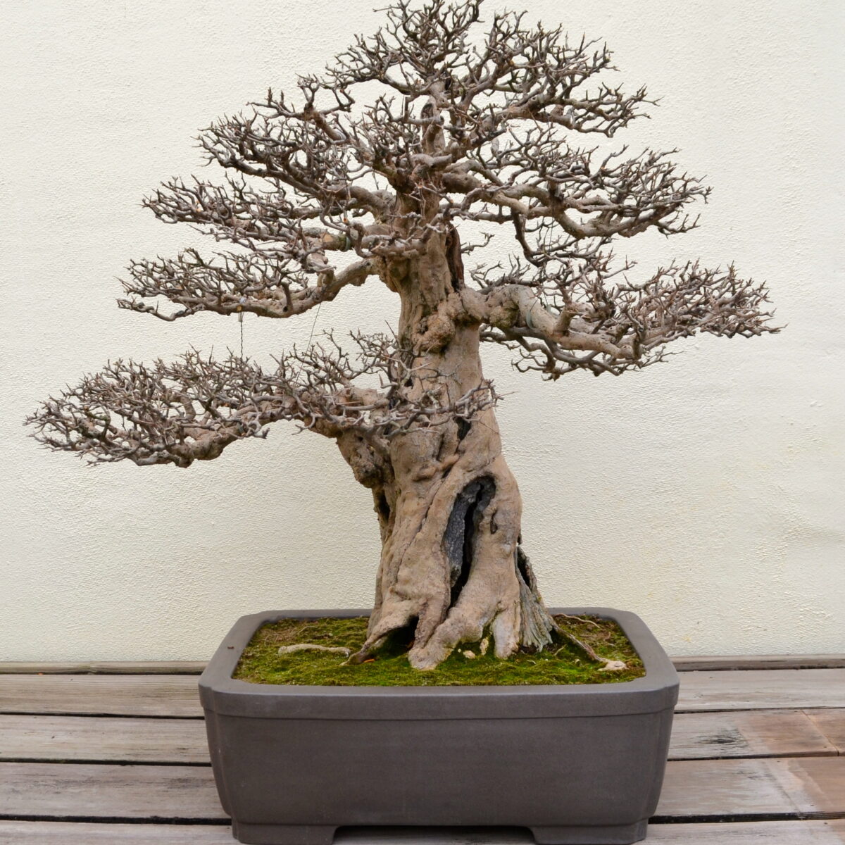 A 388-year-old bonsai tree