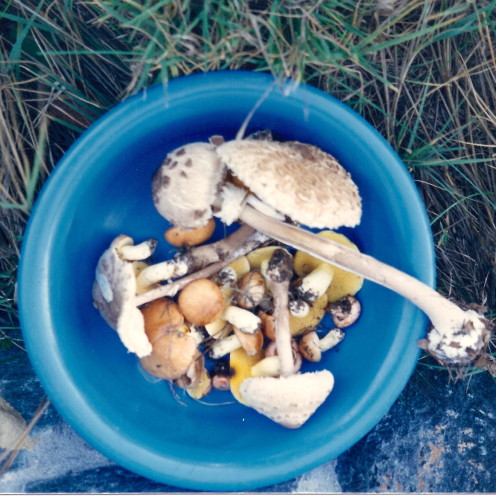 Portabella Mushroom Carpaccio | Recipe By www.AfterOrangeCounty.com
