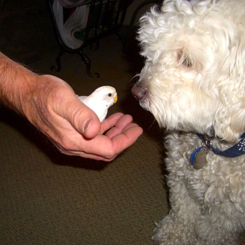 Our Bird Chikita with Charlie Dog | www.AfterOrangeCounty.com 