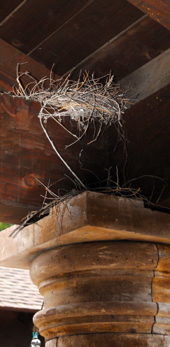 Blue Jay Nest | www.AfterOrangeCounty.com