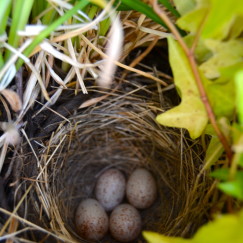 Bird's Nest | www.AfterOrangeCounty.com
