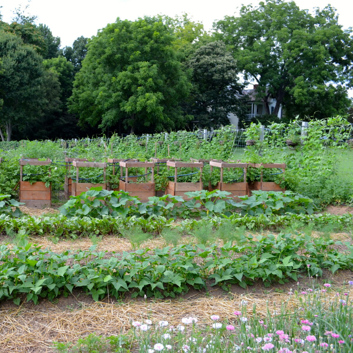A BEAUTIFUL VEGETABLE GARDEN