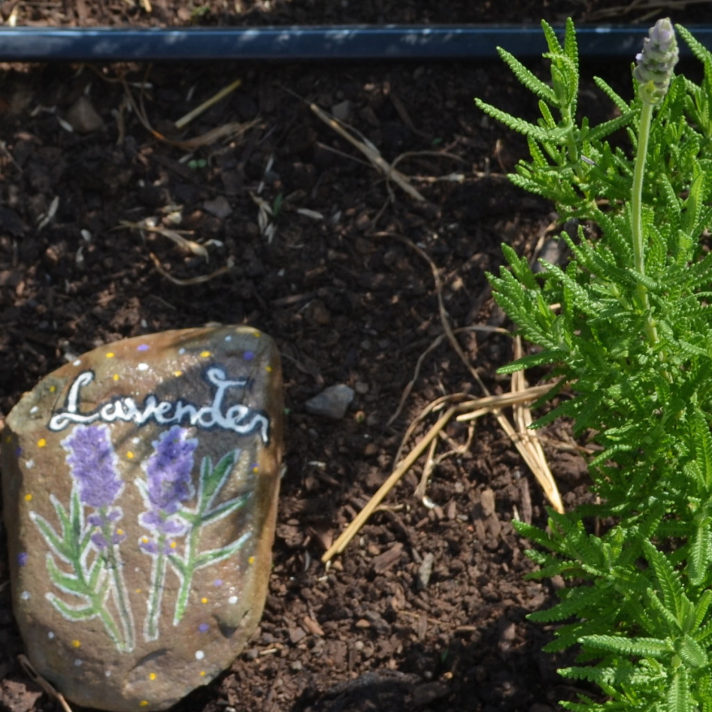 A BEAUTIFUL VEGETABLE GARDEN