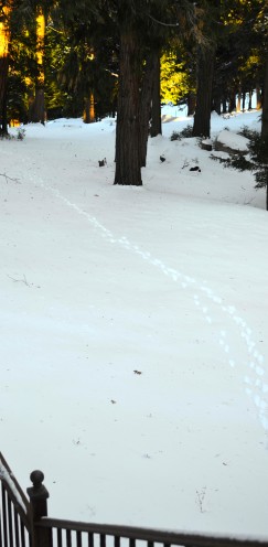 Forest Footprints | www.AfterOrangeCounty.com