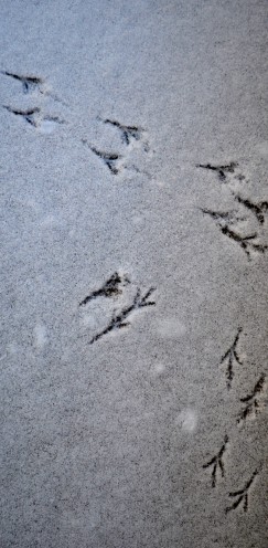 Forest Footprints | www.AfterOrangeCounty.com