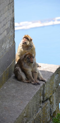 The Barbary Apes of Gibraltar | www.AfterOrangeCounty.com 