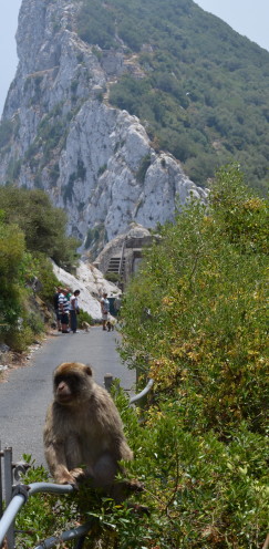 The Barbary Apes of Gibraltar | www.AfterOrangeCounty.com 
