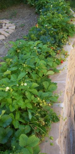 SUNDAYS WITH CELIA VOL 5 | In the Garden, Tiny Strawberry Plants | Fresitas | www.AfterOrangeCounty.com