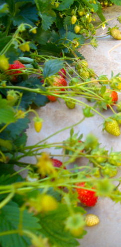 SUNDAYS WITH CELIA VOL 5 | In the Garden, Tiny Strawberry Plants | Fresitas | www.AfterOrangeCounty.com