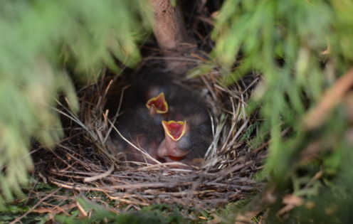 SUNDAYS WITH CELIA VOL 5 | Baby birds in the Garden | www.AfterOrangeCounty.com