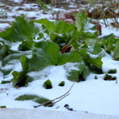 SUNDAYS WITH CELIA VOL 32 | Snow On My Vegetable Garden | www.AfterOrangeCounty.com
