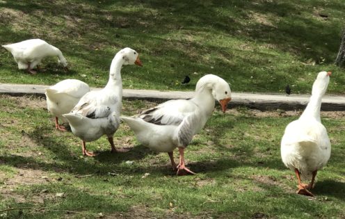 SUNDAYS WITH CELIA VOL 36 | Family of Geese in Lake Arrowhead | www.AfterOrangeCounty.com