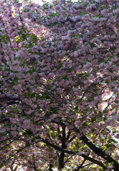 SUNDAYS WITH CELIA VOL 82 | DC Cherry Blossoms | www.AfterOrangeCounty.com