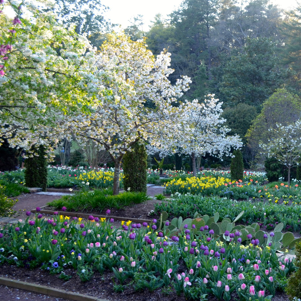 THE DUKE GARDENS